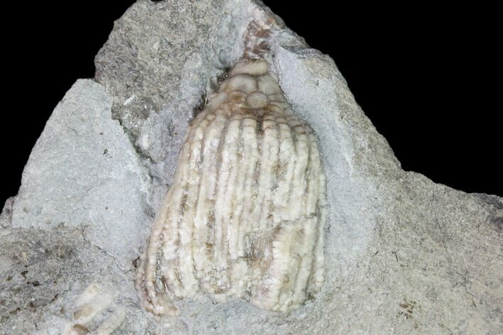 Fossil Crinoid (Eretmocrinus) - Gilmore City, Iowa #149032